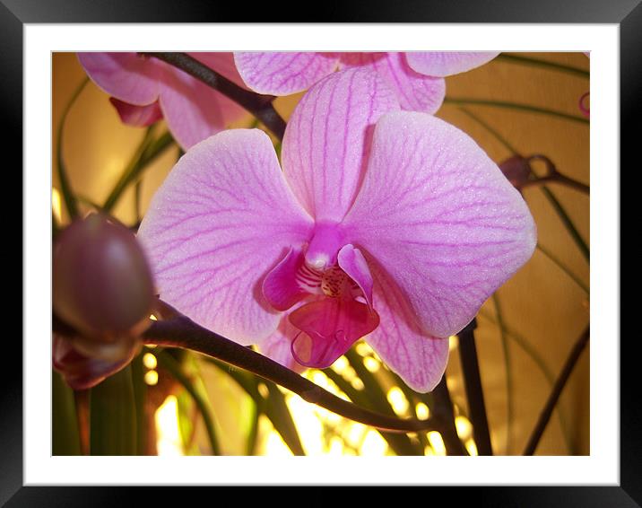 Pink Orchid  Framed Mounted Print by amanda smith