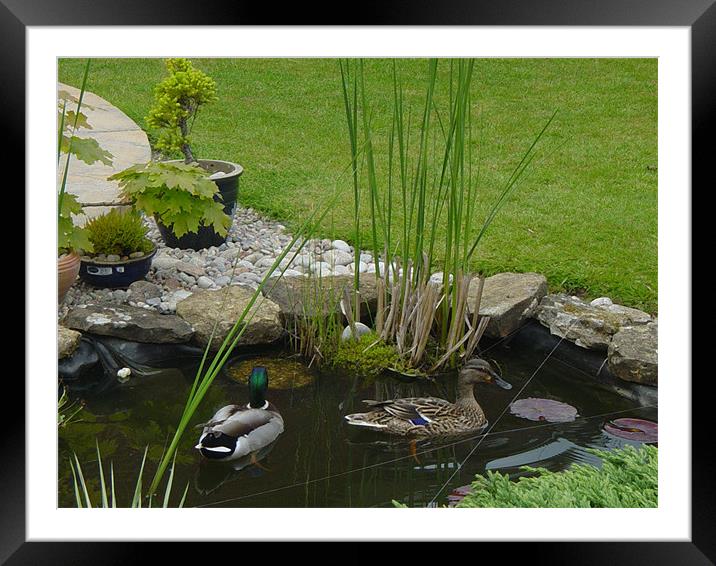 ducks in garden pond Framed Mounted Print by amanda smith