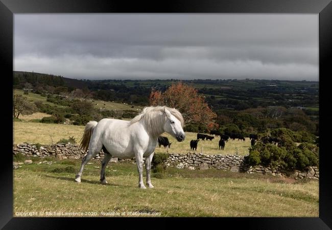 Dartmoor Pony Framed Print by Rachel Lawrence