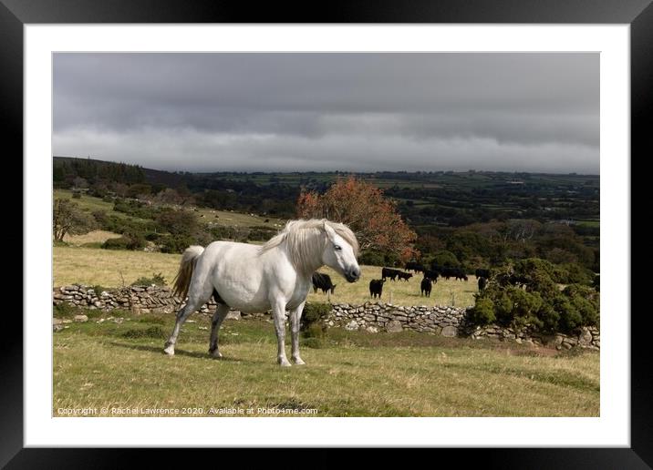 Dartmoor Pony Framed Mounted Print by Rachel Lawrence