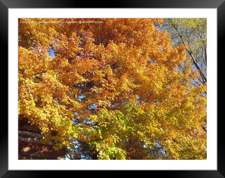 Plant tree Framed Mounted Print by Barbara Rea