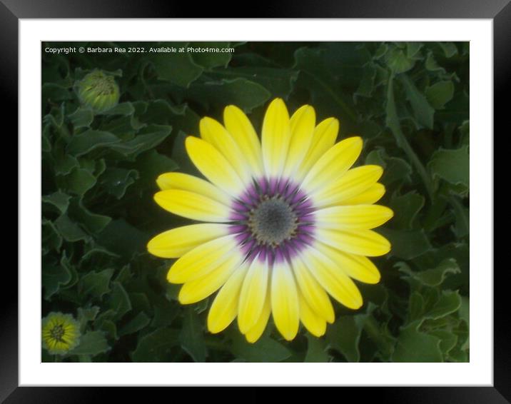 Plant flower Framed Mounted Print by Barbara Rea