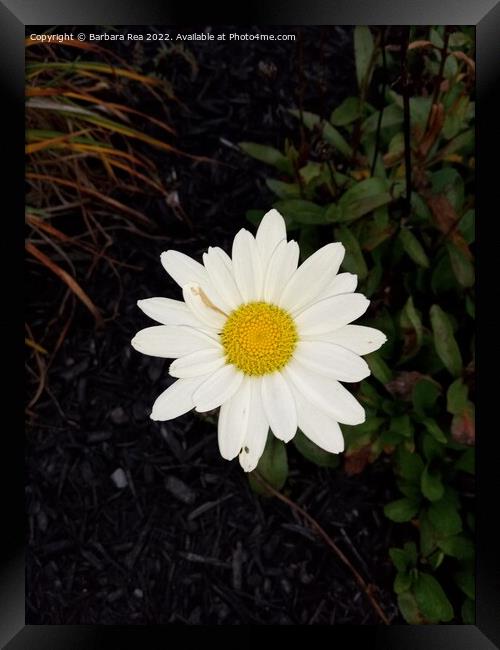 Plant flower Framed Print by Barbara Rea