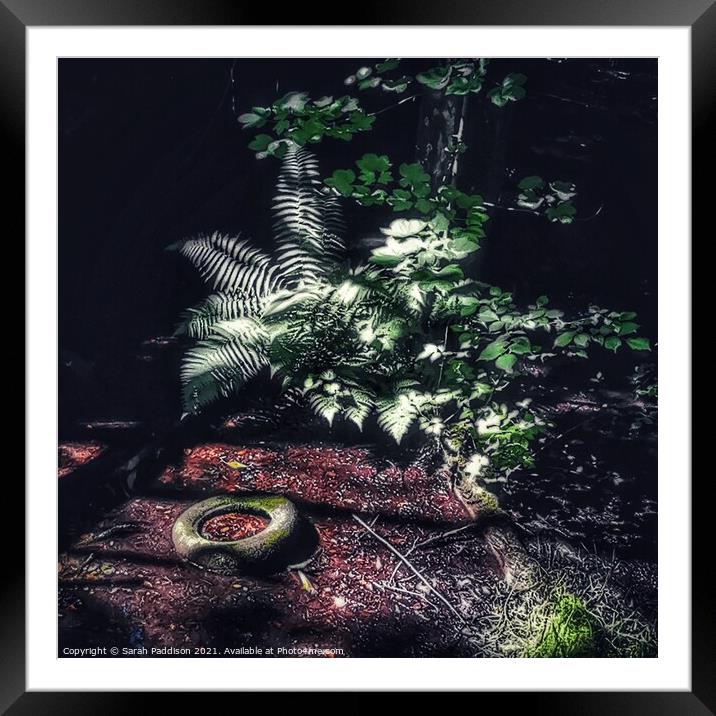 Light through the trees Framed Mounted Print by Sarah Paddison
