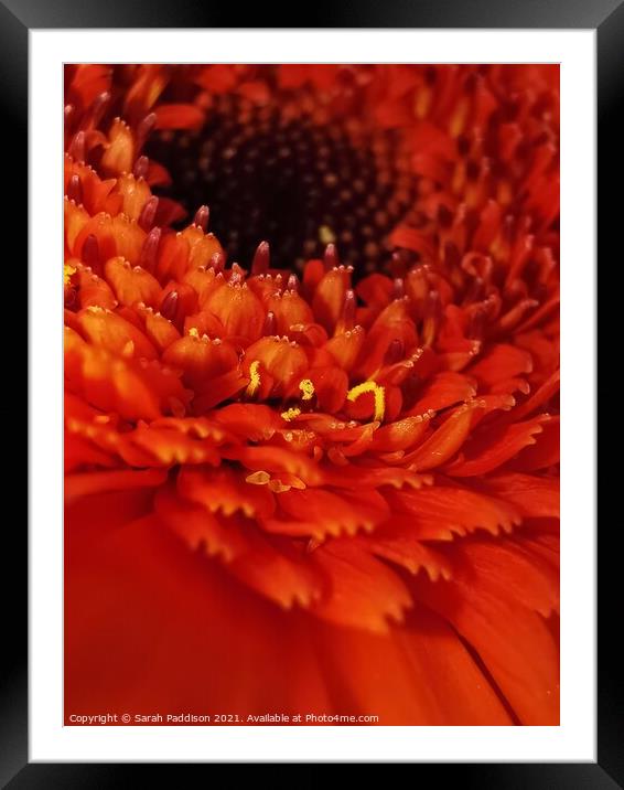 Abstract Close up Orange flower Framed Mounted Print by Sarah Paddison