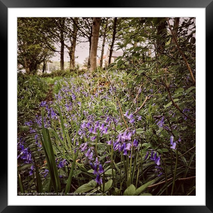 Bluebell woods Framed Mounted Print by Sarah Paddison