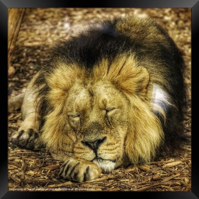 Lion sleeps tonight Framed Print by Sarah Paddison