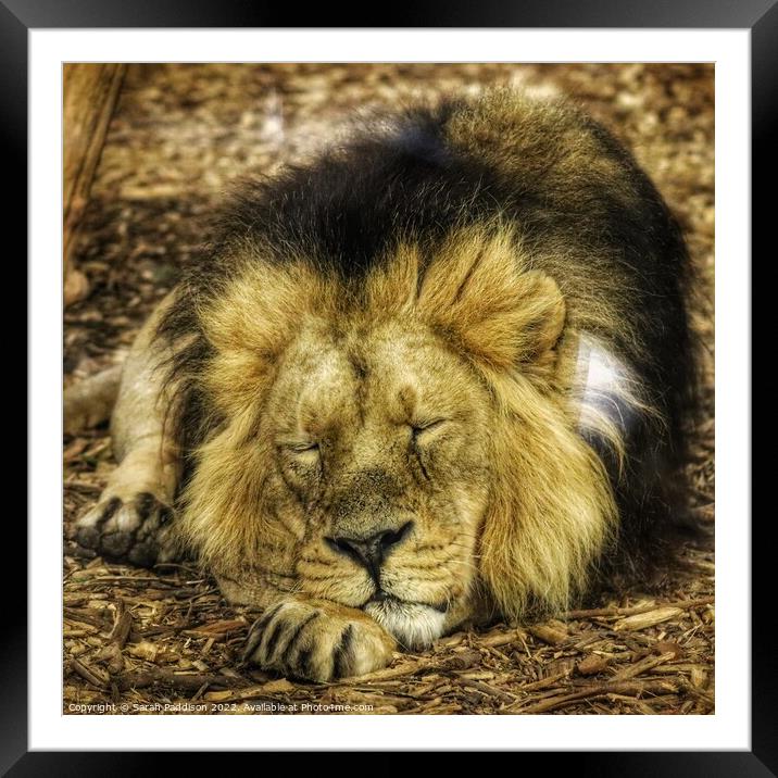 Lion sleeps tonight Framed Mounted Print by Sarah Paddison