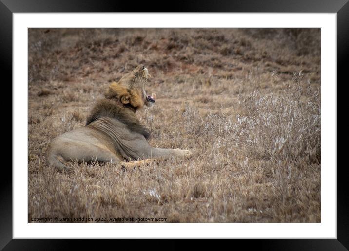 Lions Roar Framed Mounted Print by Sarah Paddison