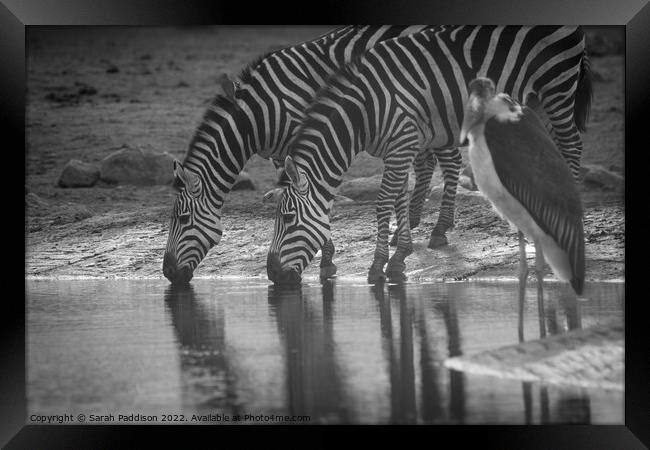 Zebras drinking Framed Print by Sarah Paddison