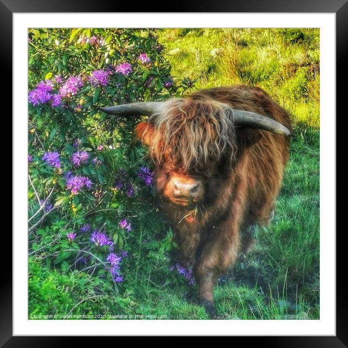 Highland cow at walker wood reservoir Framed Mounted Print by Sarah Paddison