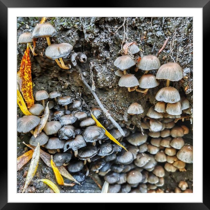 Mushrooms with a splash of colour Framed Mounted Print by Sarah Paddison