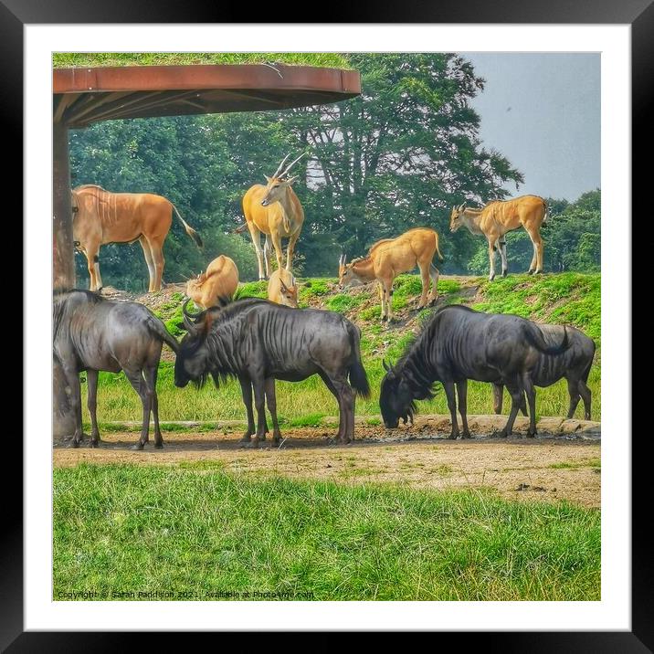 African Animals at rest Framed Mounted Print by Sarah Paddison