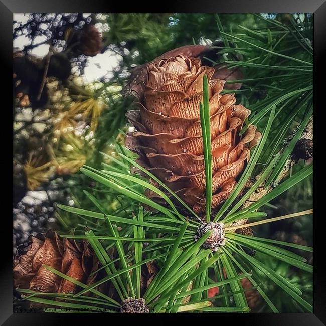 Macro pinecone Framed Print by Sarah Paddison