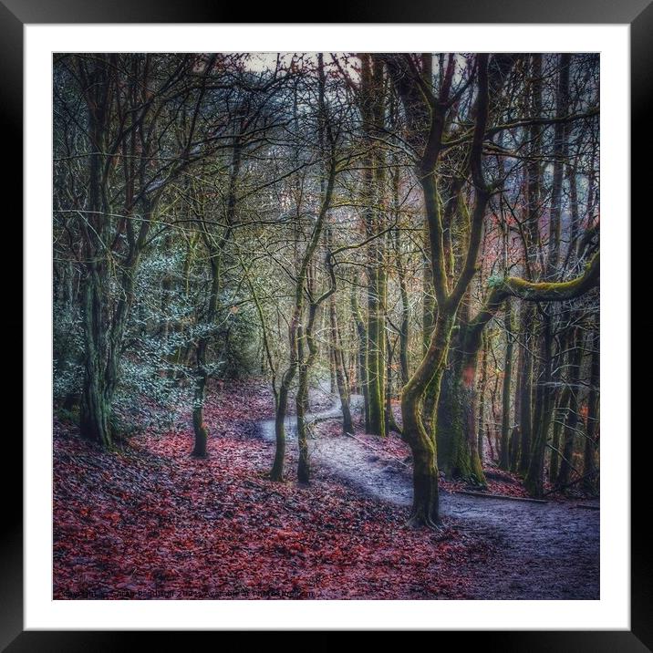 Path through an autumnal wonderland Framed Mounted Print by Sarah Paddison