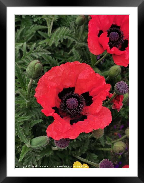 Poppy and buds Framed Mounted Print by Sarah Paddison