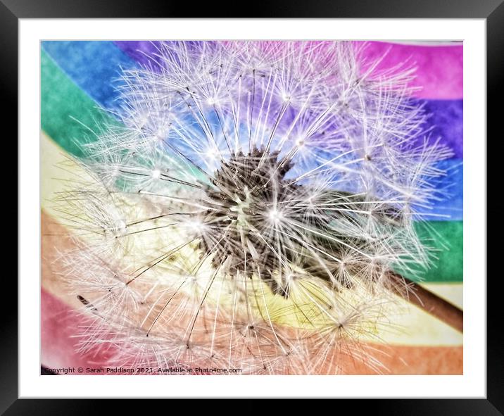 Rainbow Dandelion Framed Mounted Print by Sarah Paddison