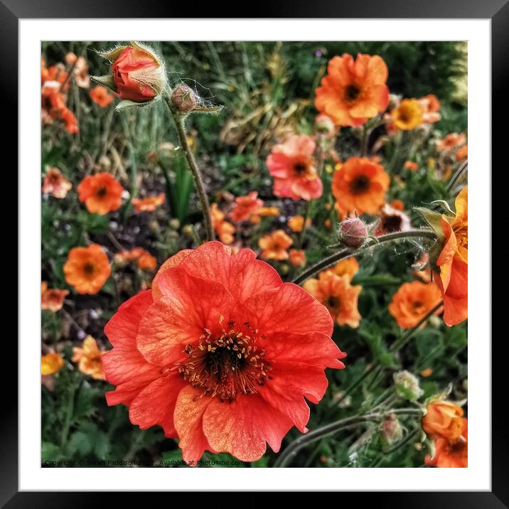 Field of poppies Framed Mounted Print by Sarah Paddison
