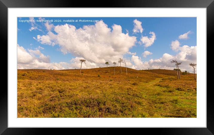 a windswept hill, canford heath, poole, uk Framed Mounted Print by Roy Hornyak
