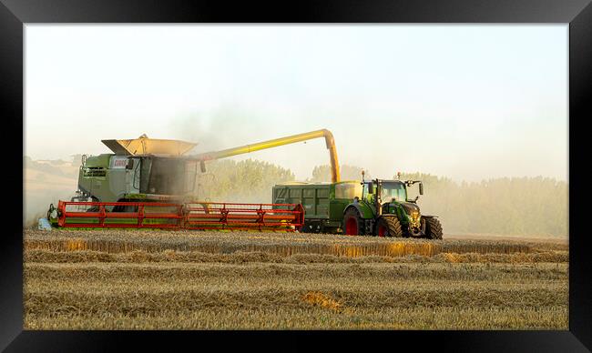 harvesting the wheat Framed Print by Roy Hornyak