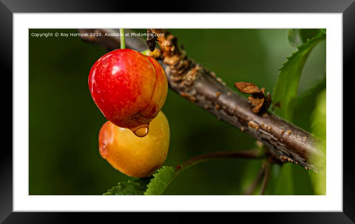 cherries ready for picking Framed Mounted Print by Roy Hornyak