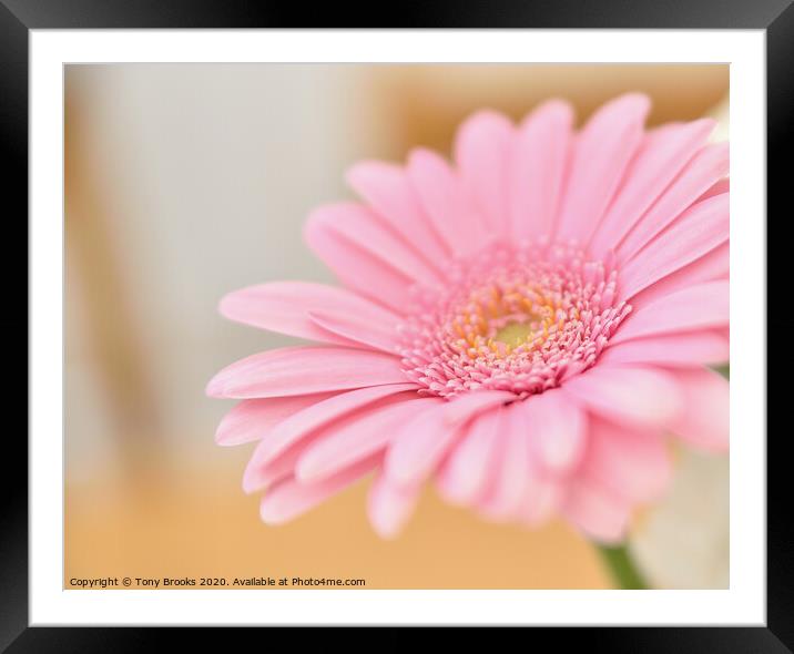 Plant flower Framed Mounted Print by Tony Brooks