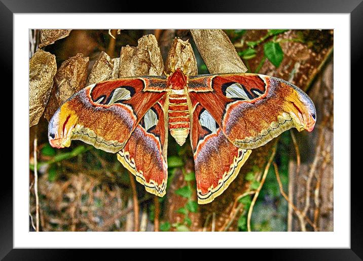 Atlas Moth Framed Mounted Print by Michael Smith
