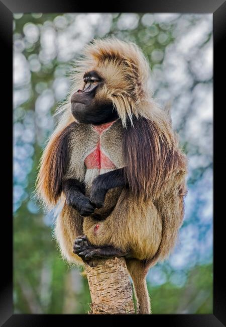 Bleeding Heart Monkey Framed Print by Michael Smith