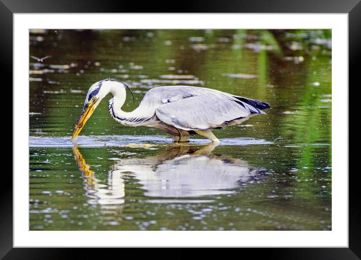 Heron Fishing Framed Mounted Print by Michael Smith