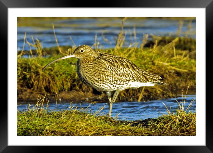 Curlew  Framed Mounted Print by Michael Smith