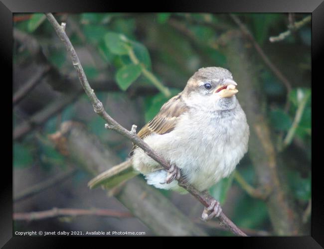 Female house sparrow perched on a tree branch Framed Print by janet dalby