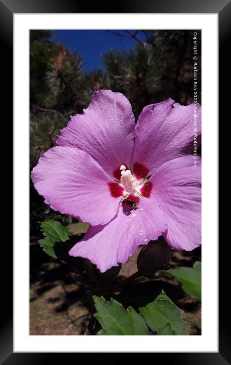 Plant flower Framed Mounted Print by Barbara Rea