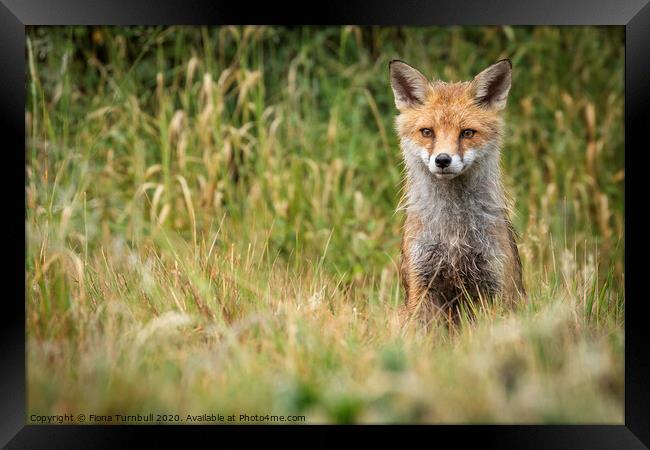 Damp Mr Fox! Framed Print by Fiona Turnbull