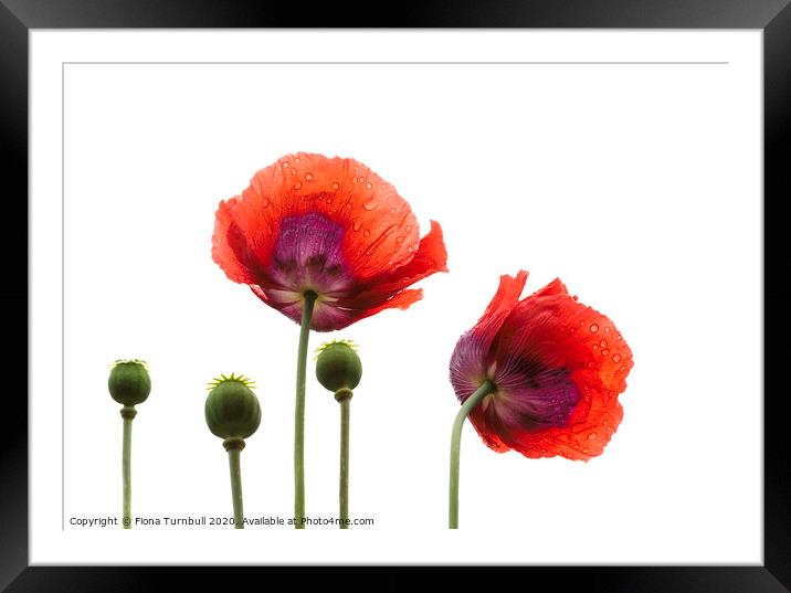 Dancing Poppies! Framed Mounted Print by Fiona Turnbull