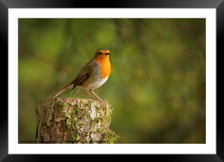 On the lookout! Framed Mounted Print by Fiona Turnbull