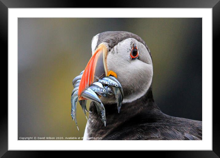 Catch of the Day  Framed Mounted Print by David Wilson