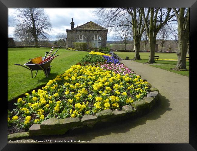 Flower Bed at Knaresborough Castle Gardens Framed Print by Sheila Eames