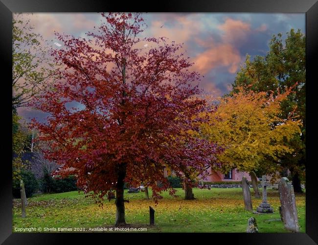 Aurumn in the Church Yard Framed Print by Sheila Eames