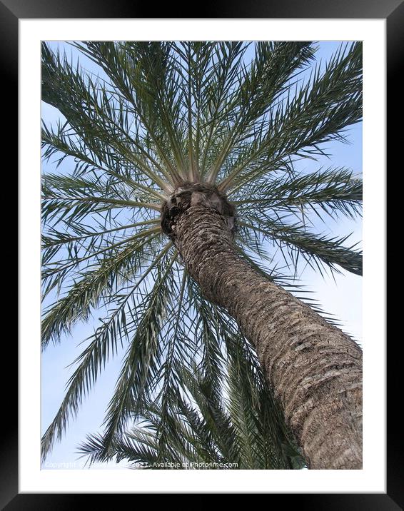 Looking up through the palm tree Framed Mounted Print by Sheila Eames