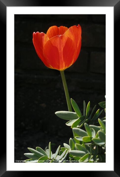 Red Tulip on Black Background Framed Mounted Print by Sheila Eames