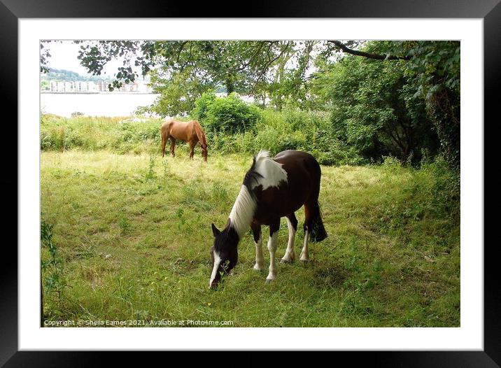 Horses grazing on Hop Island, Cork, Ireland Framed Mounted Print by Sheila Eames