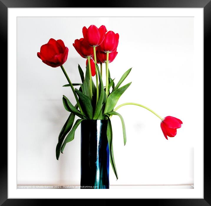 Red Tulips in a Blue Vase Framed Mounted Print by Sheila Eames