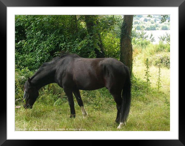 Happy Horse, enjoy the grass Framed Mounted Print by Sheila Eames