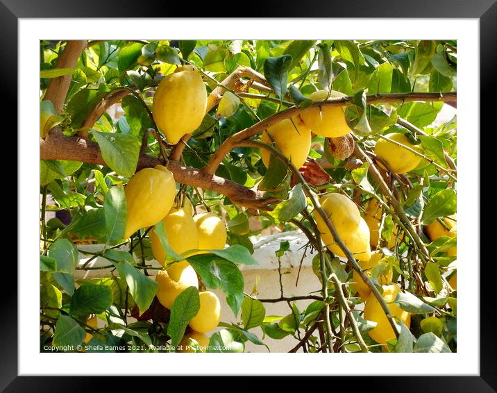 Lemons on the Tree Framed Mounted Print by Sheila Eames