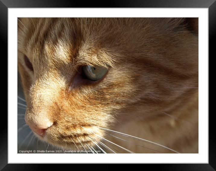 A Beautiful Cat, Watching it's Prey Framed Mounted Print by Sheila Eames