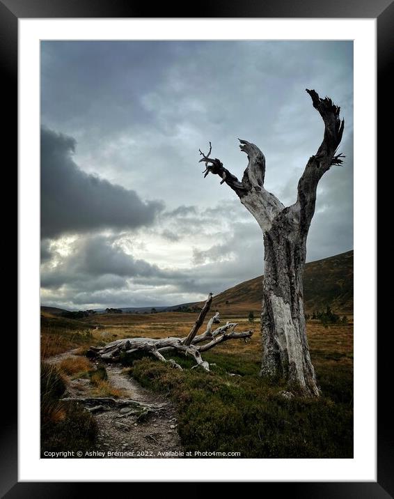 Creepy Old Tree  Framed Mounted Print by Ashley Bremner