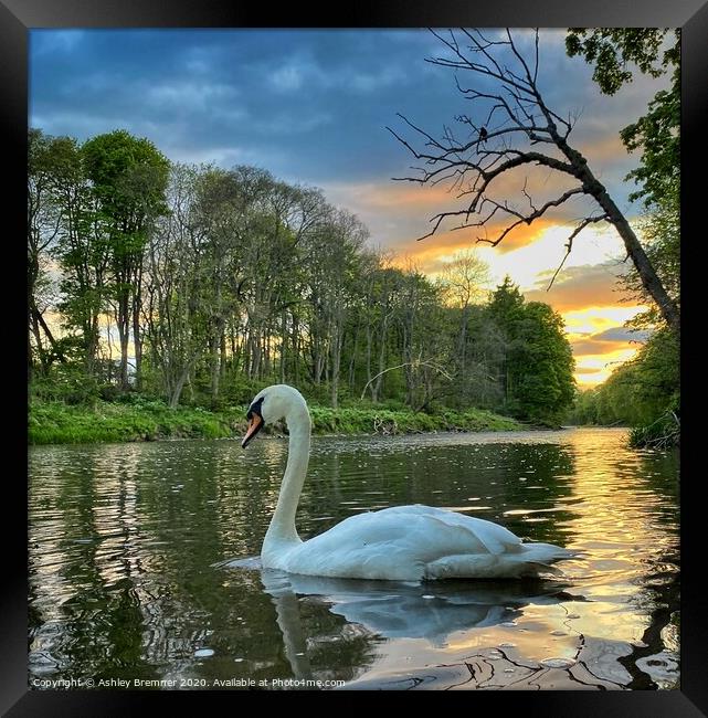 Swan River Framed Print by Ashley Bremner