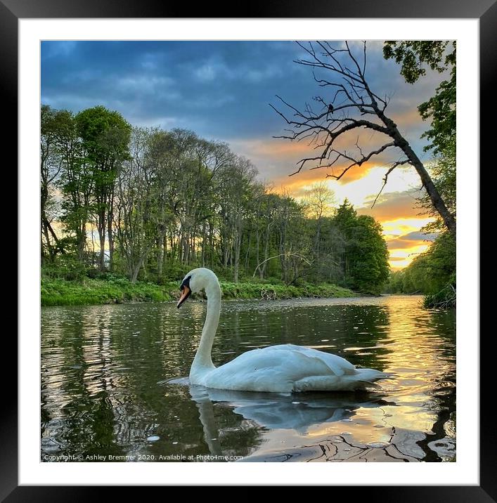 Swan River Framed Mounted Print by Ashley Bremner