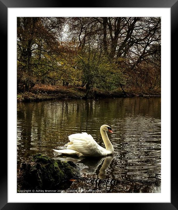 Swans of Haddow House Framed Mounted Print by Ashley Bremner