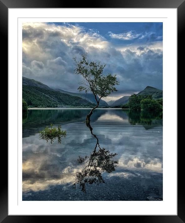 The Lone Tree Framed Mounted Print by John Martin